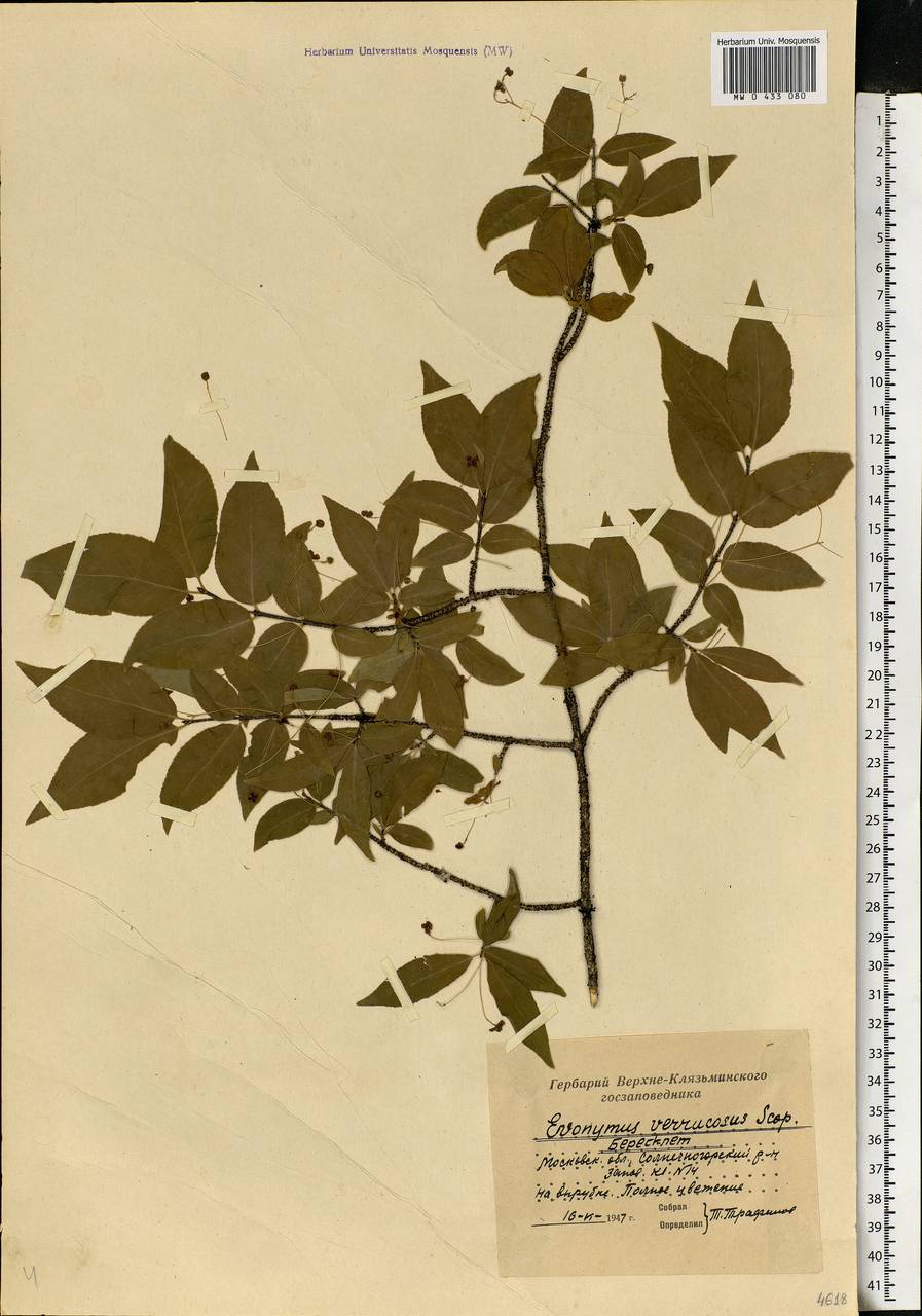 Euonymus verrucosus Scop., Eastern Europe, Moscow region (E4a) (Russia)