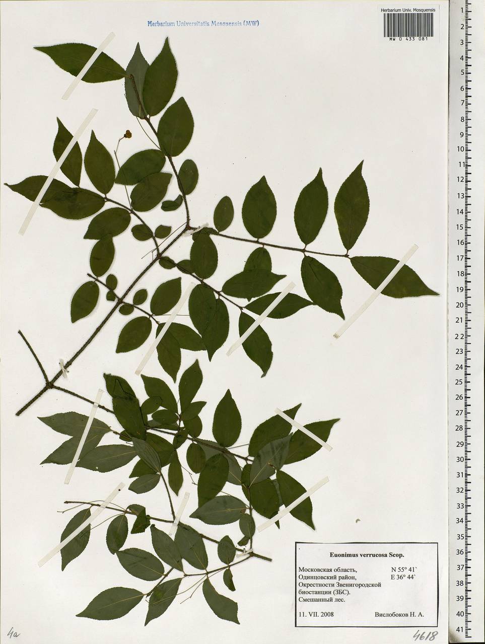 Euonymus verrucosus Scop., Eastern Europe, Moscow region (E4a) (Russia)