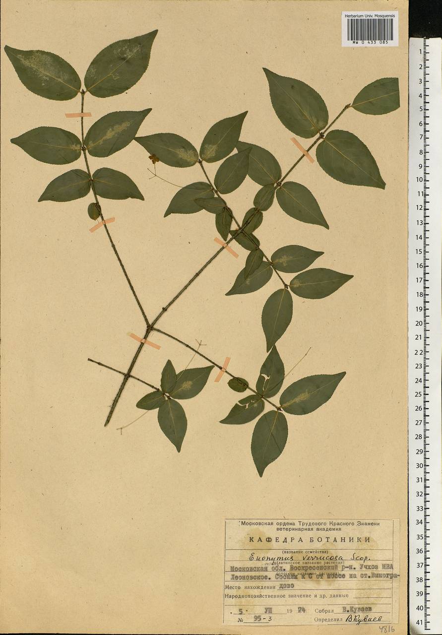 Euonymus verrucosus Scop., Eastern Europe, Moscow region (E4a) (Russia)