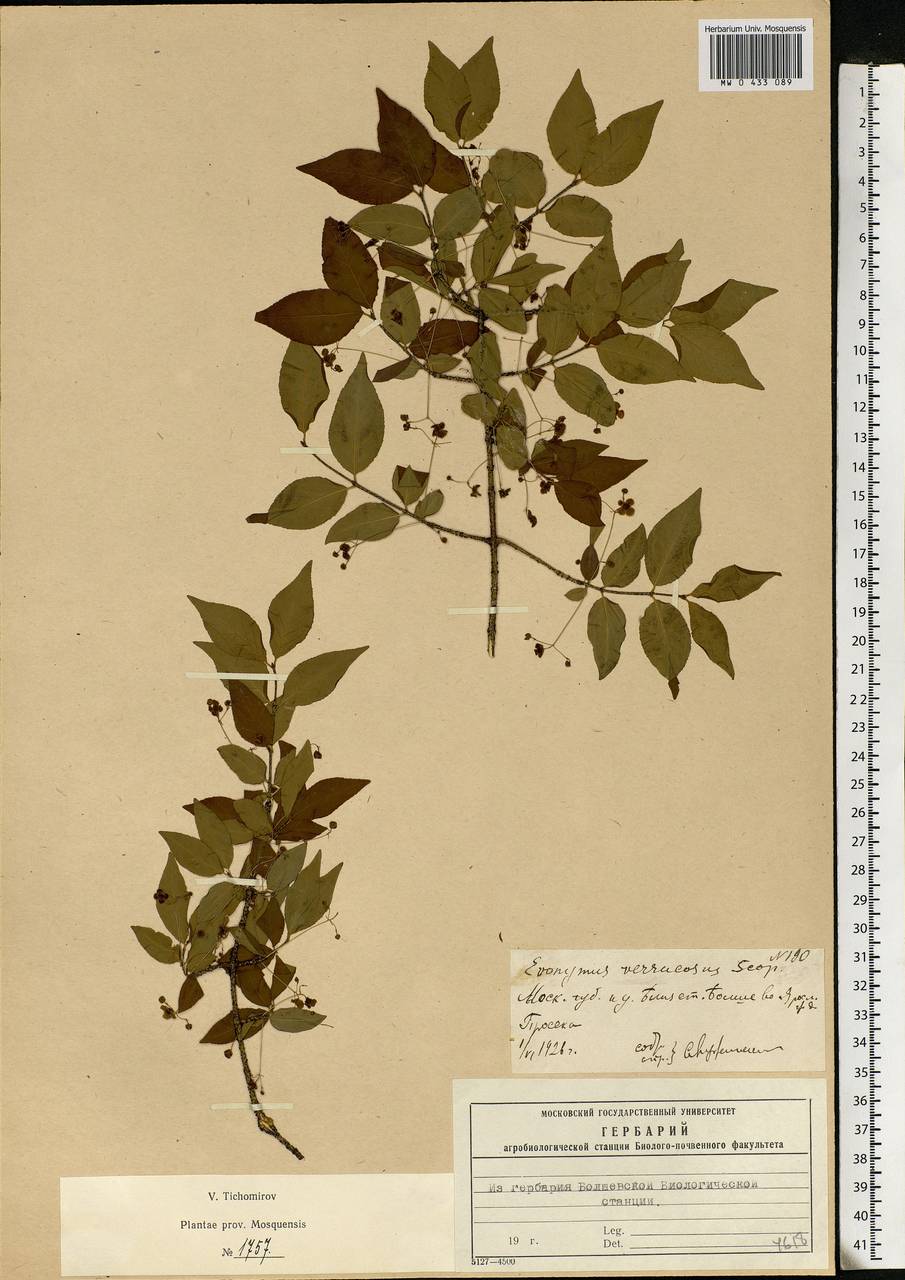 Euonymus verrucosus Scop., Eastern Europe, Moscow region (E4a) (Russia)