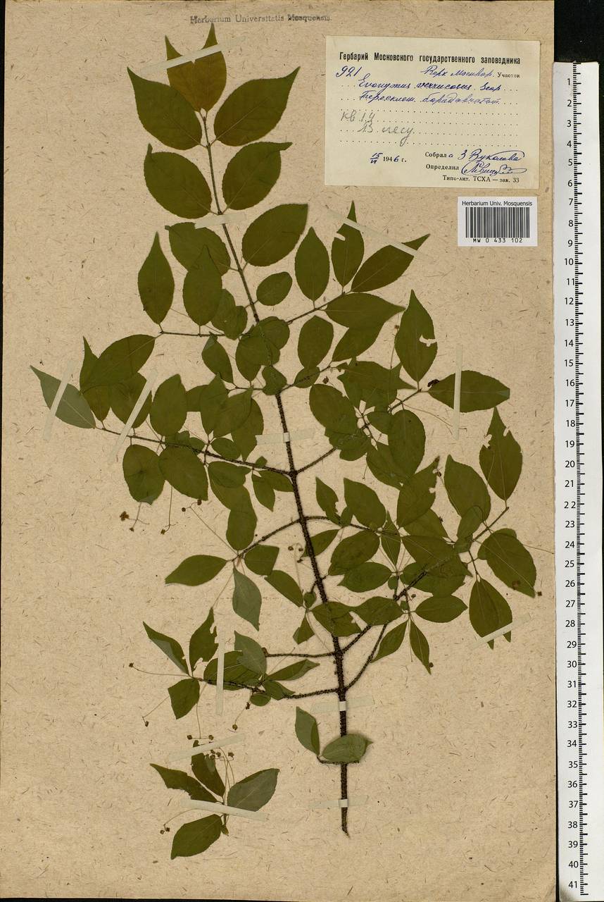 Euonymus verrucosus Scop., Eastern Europe, Moscow region (E4a) (Russia)