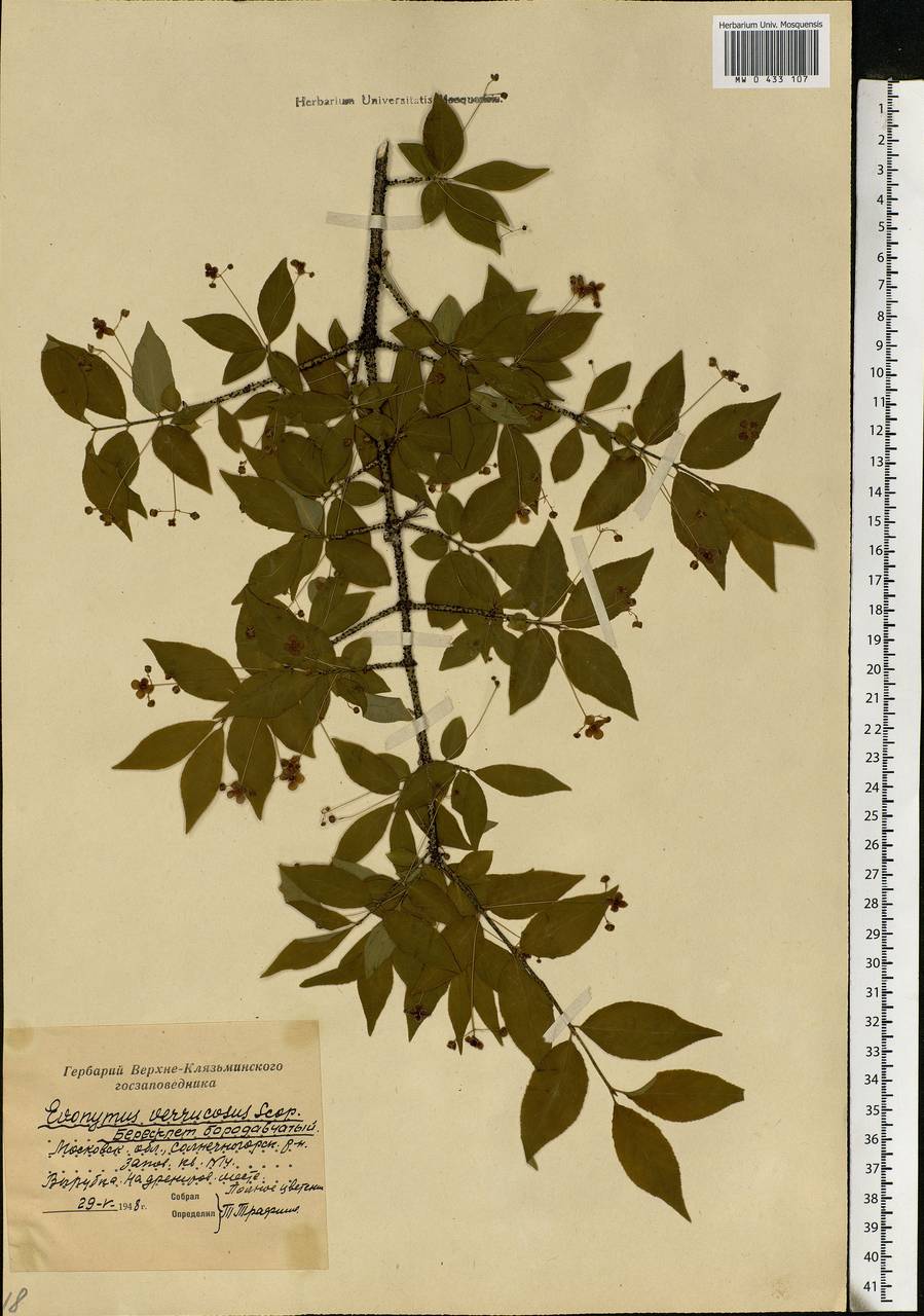 Euonymus verrucosus Scop., Eastern Europe, Moscow region (E4a) (Russia)