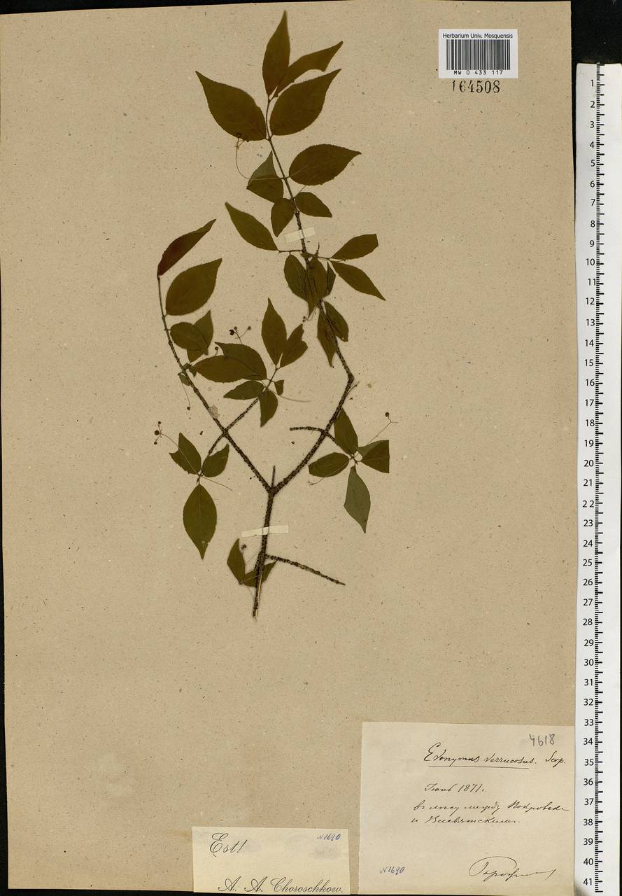 Euonymus verrucosus Scop., Eastern Europe, Moscow region (E4a) (Russia)