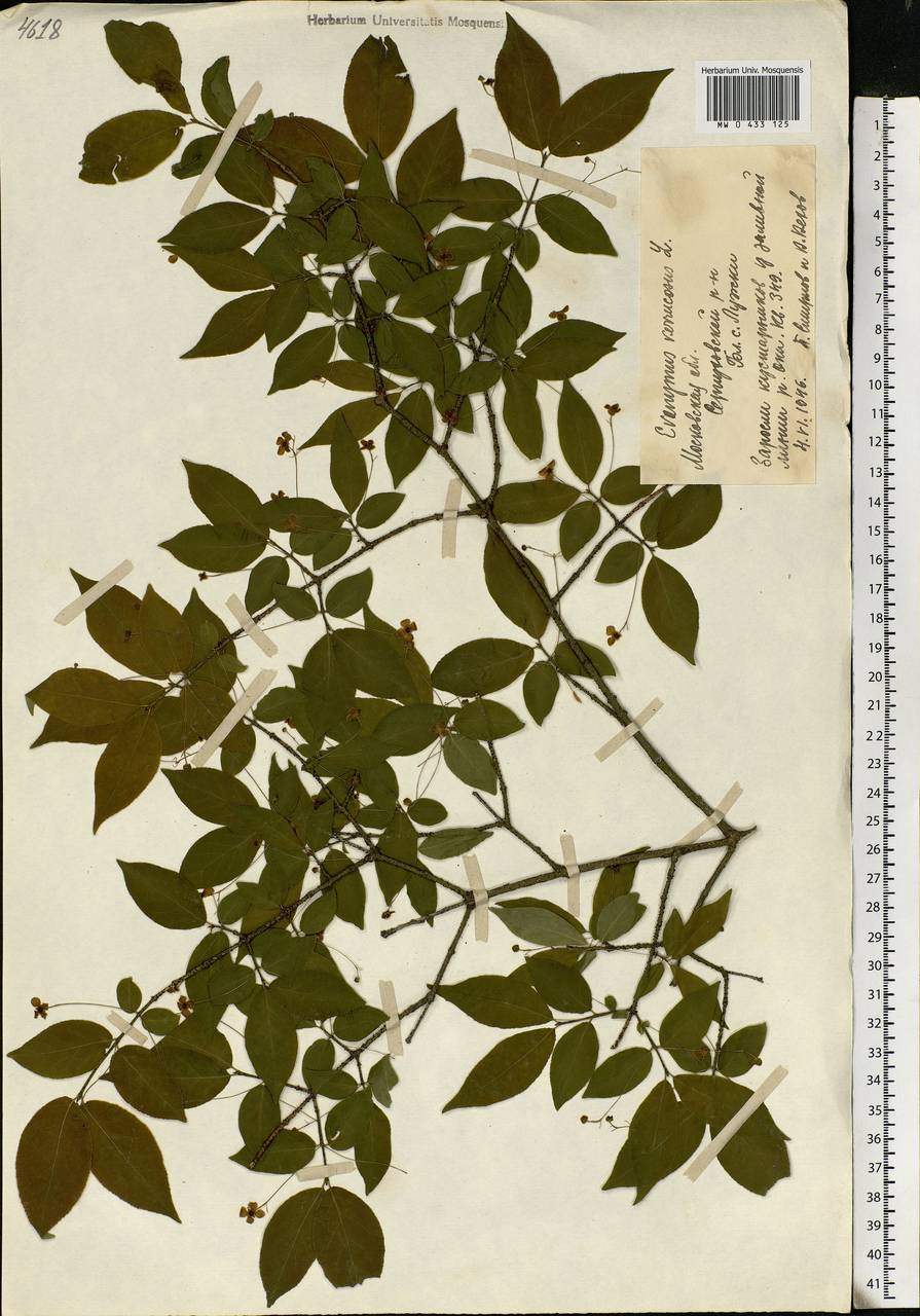 Euonymus verrucosus Scop., Eastern Europe, Moscow region (E4a) (Russia)