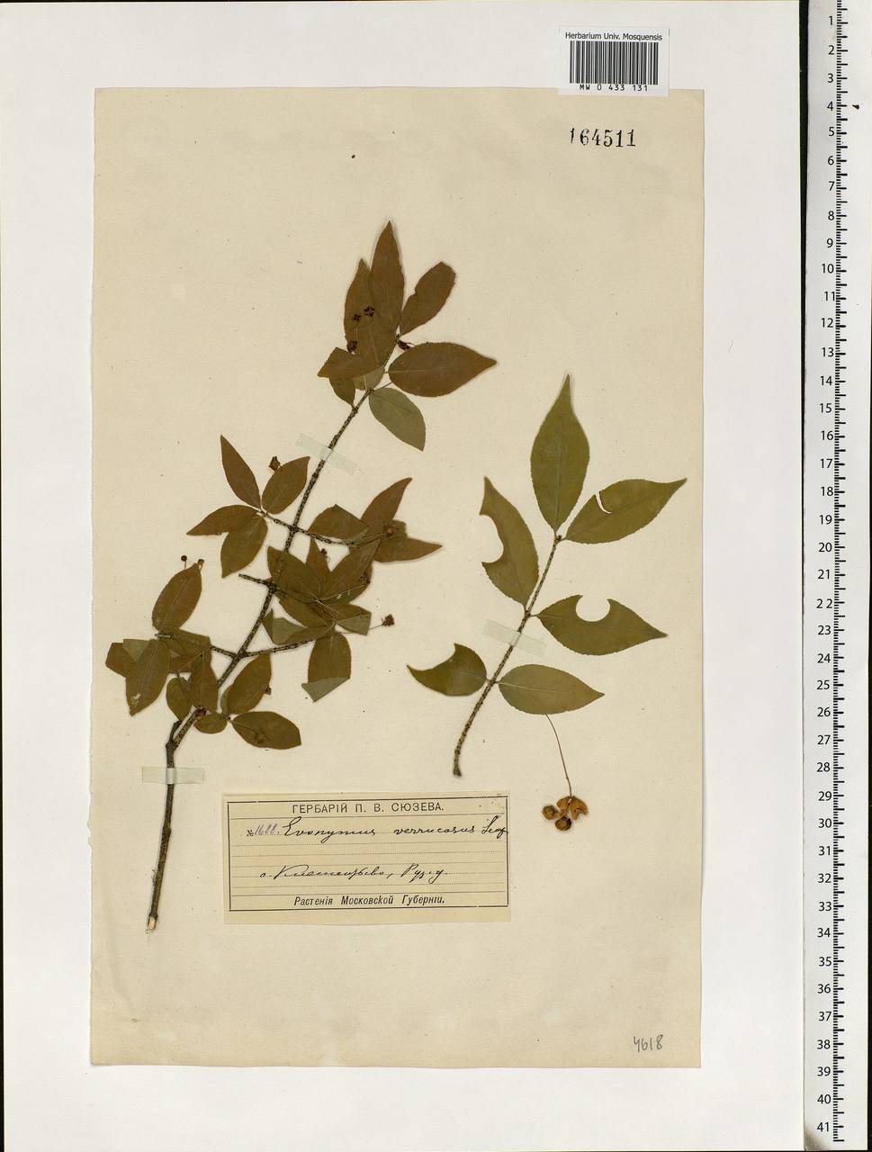 Euonymus verrucosus Scop., Eastern Europe, Moscow region (E4a) (Russia)
