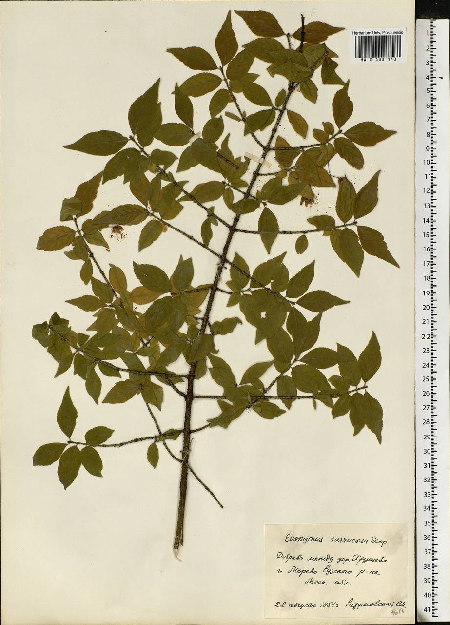 Euonymus verrucosus Scop., Eastern Europe, Moscow region (E4a) (Russia)