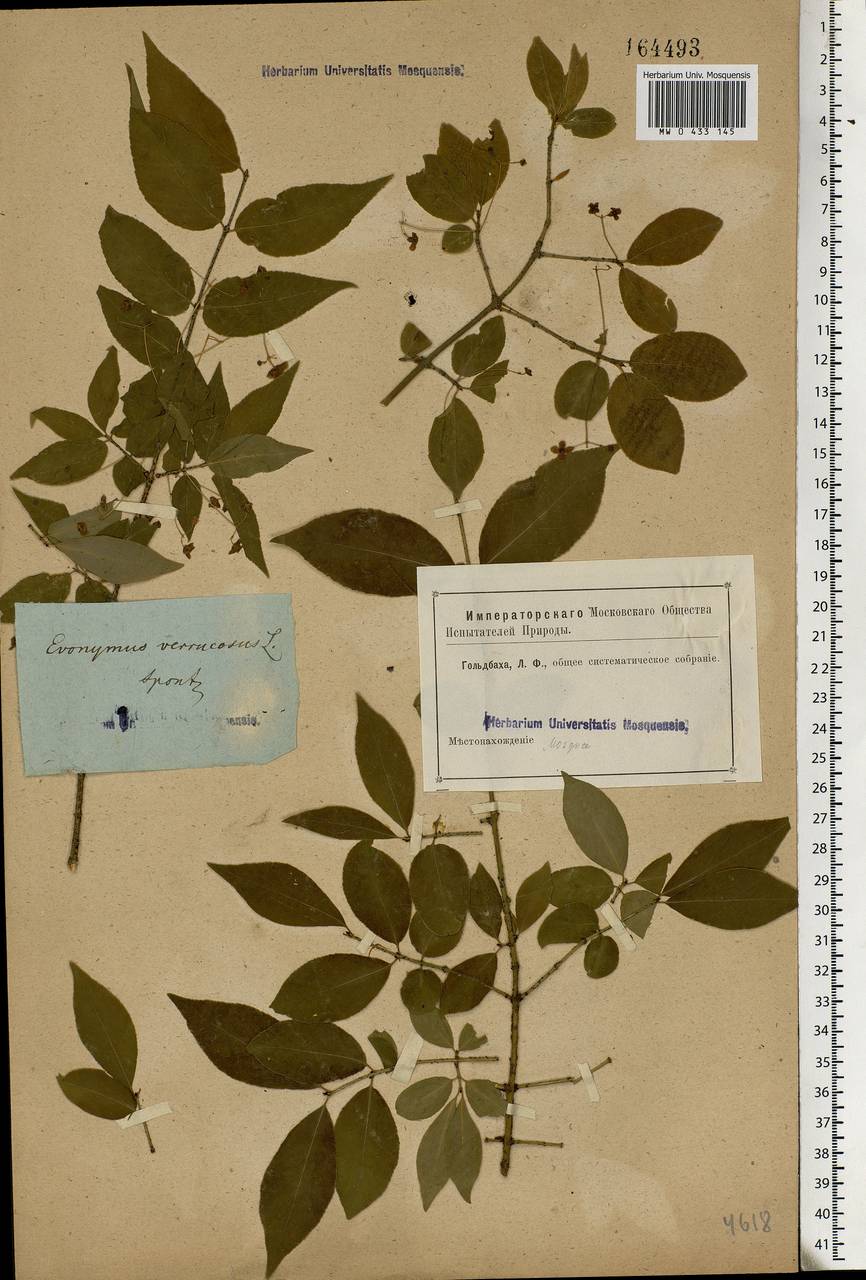 Euonymus verrucosus Scop., Eastern Europe, Moscow region (E4a) (Russia)