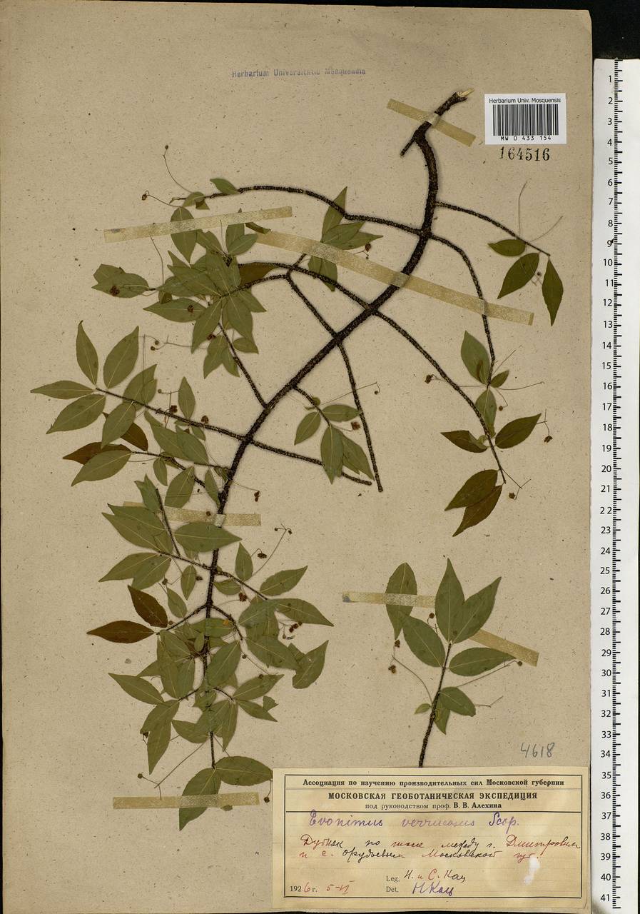 Euonymus verrucosus Scop., Eastern Europe, Moscow region (E4a) (Russia)