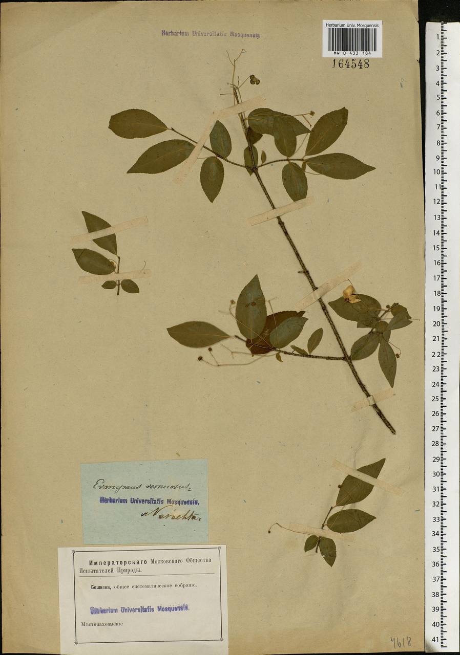 Euonymus verrucosus Scop., Eastern Europe, Central forest region (E5) (Russia)