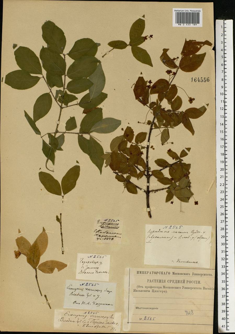 Euonymus verrucosus Scop., Eastern Europe, Central forest region (E5) (Russia)