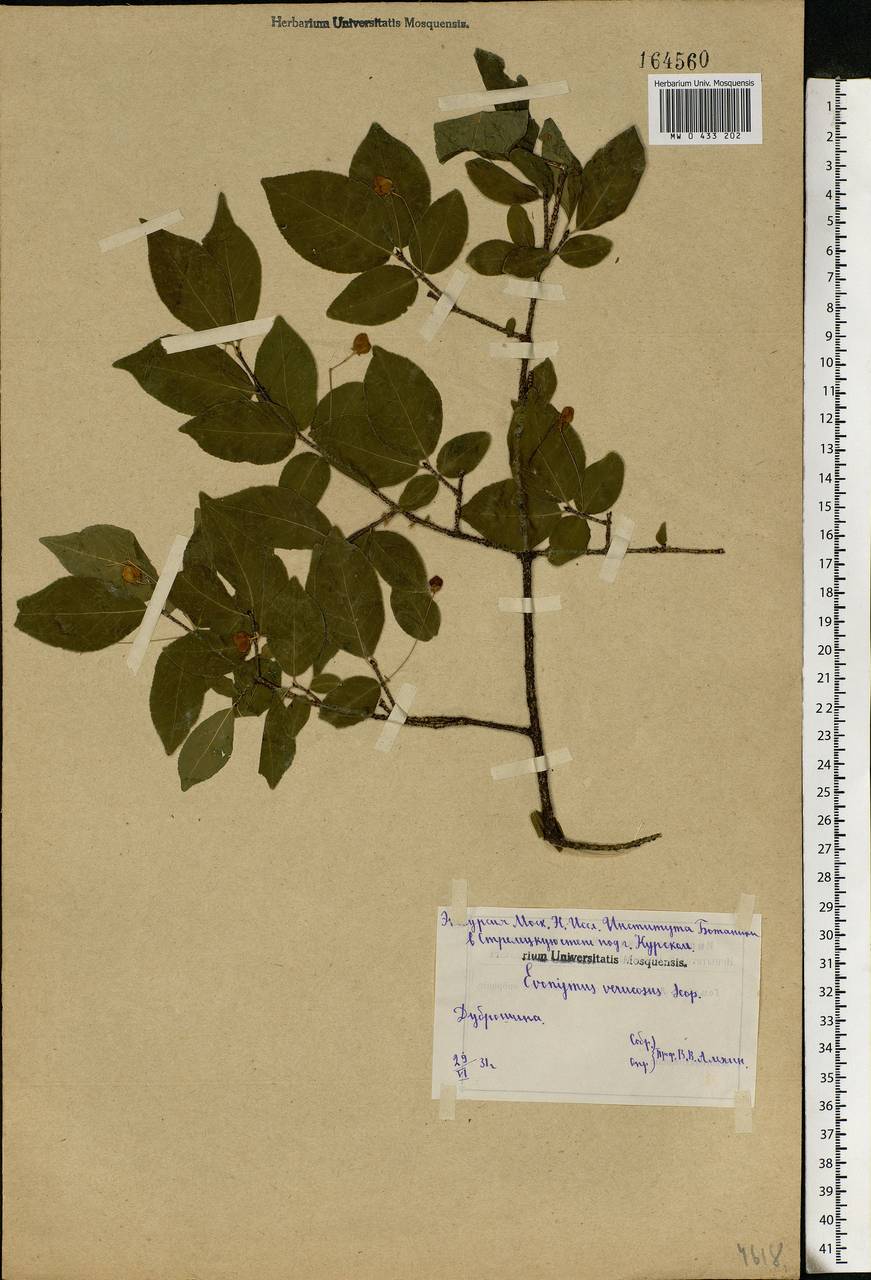 Euonymus verrucosus Scop., Eastern Europe, Central forest-and-steppe region (E6) (Russia)