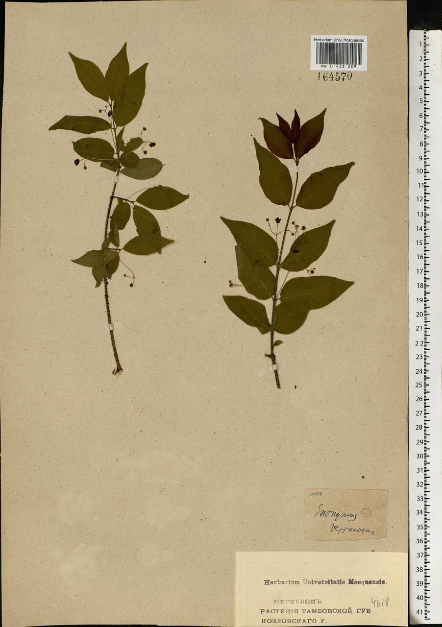 Euonymus verrucosus Scop., Eastern Europe, Central forest-and-steppe region (E6) (Russia)