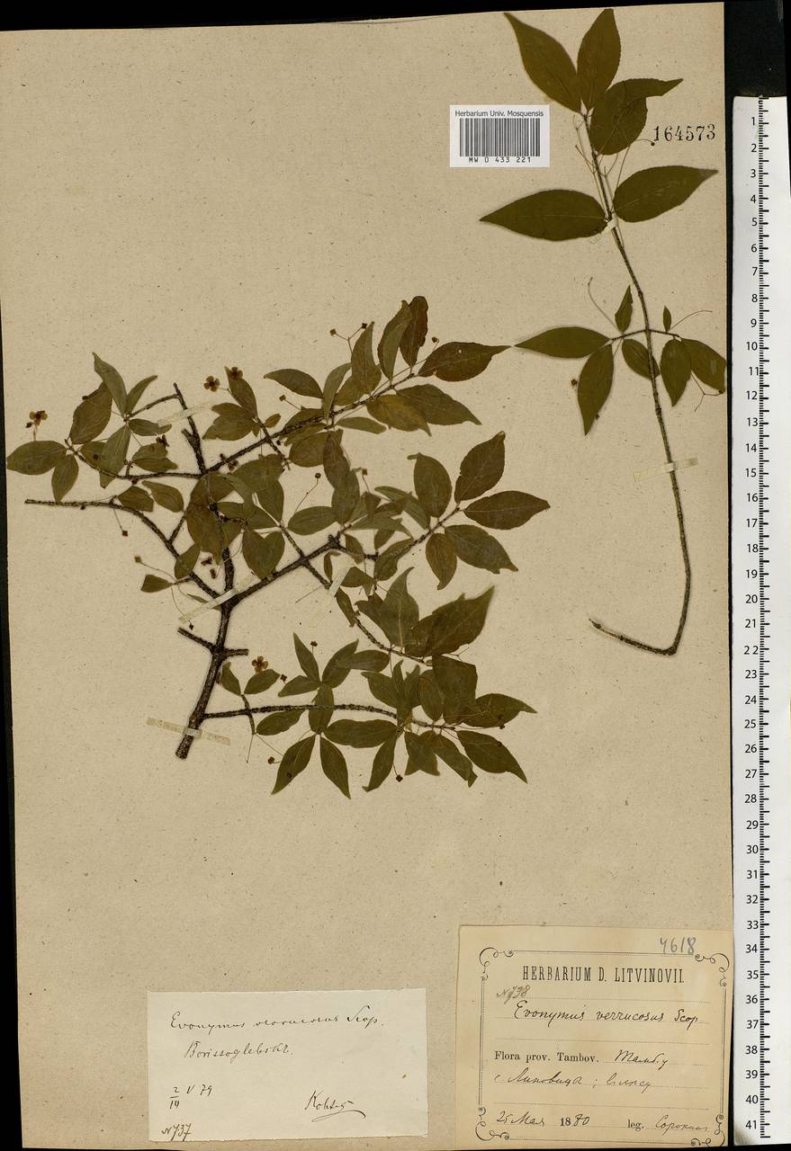 Euonymus verrucosus Scop., Eastern Europe, Central forest-and-steppe region (E6) (Russia)