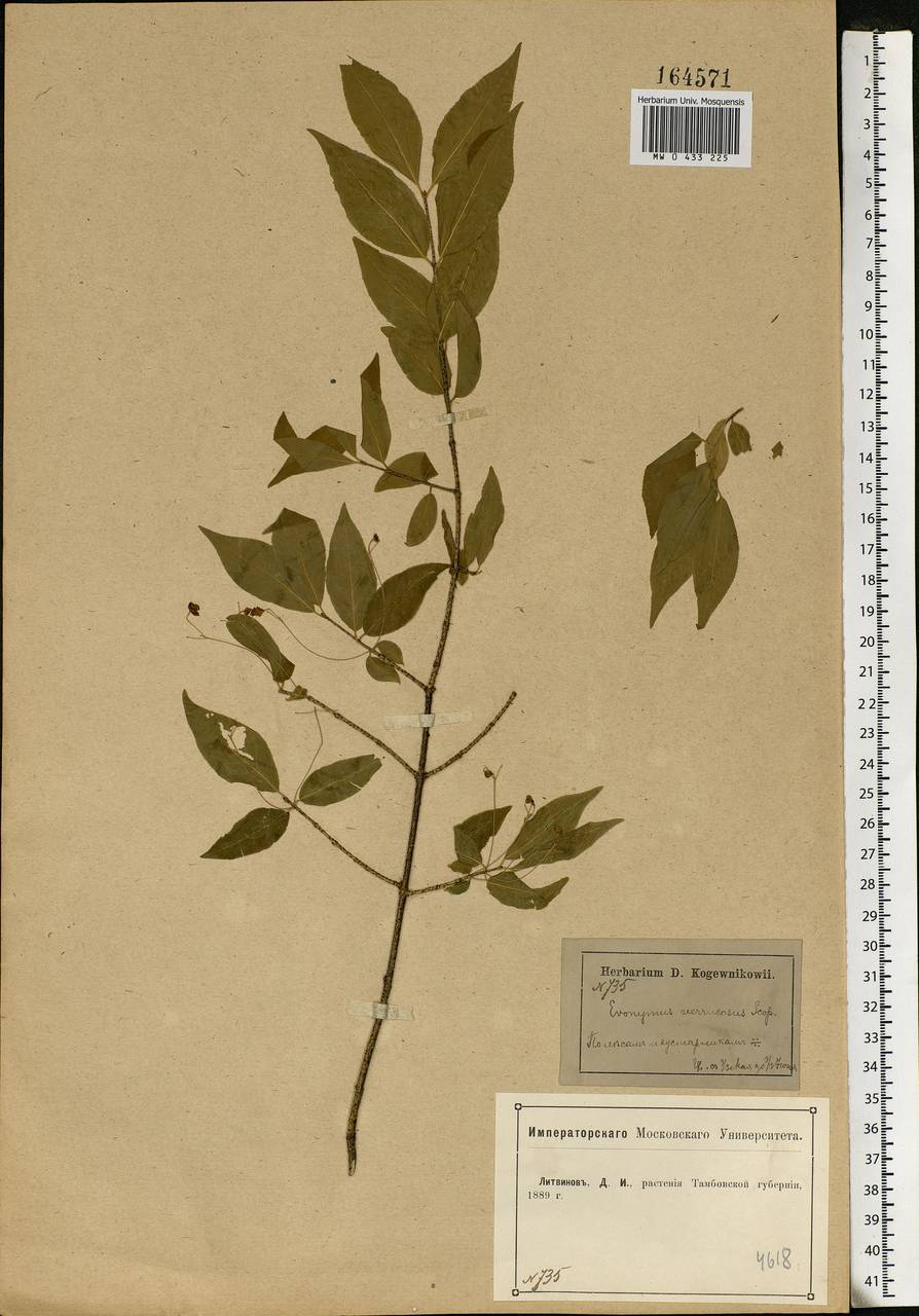 Euonymus verrucosus Scop., Eastern Europe, Central forest-and-steppe region (E6) (Russia)