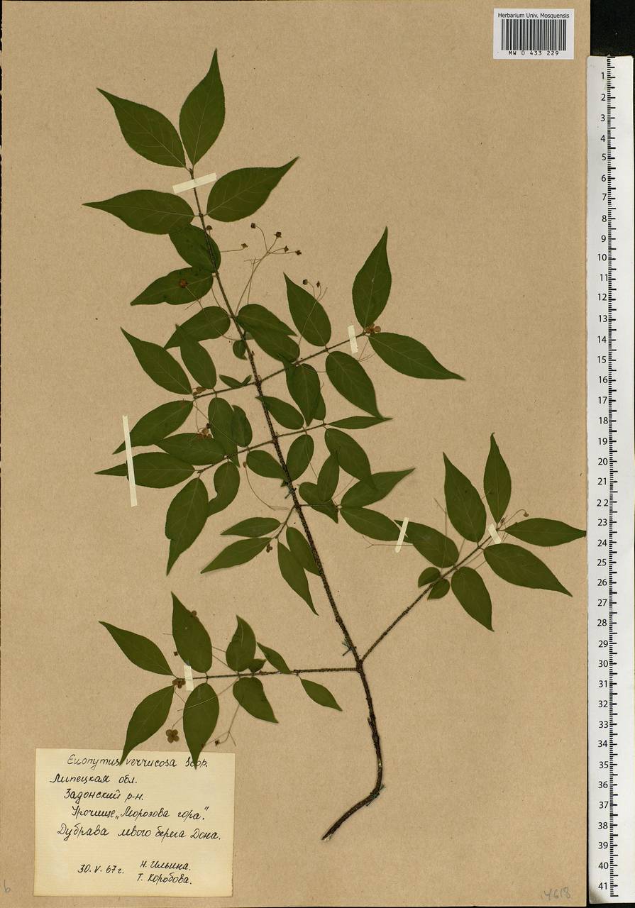 Euonymus verrucosus Scop., Eastern Europe, Central forest-and-steppe region (E6) (Russia)