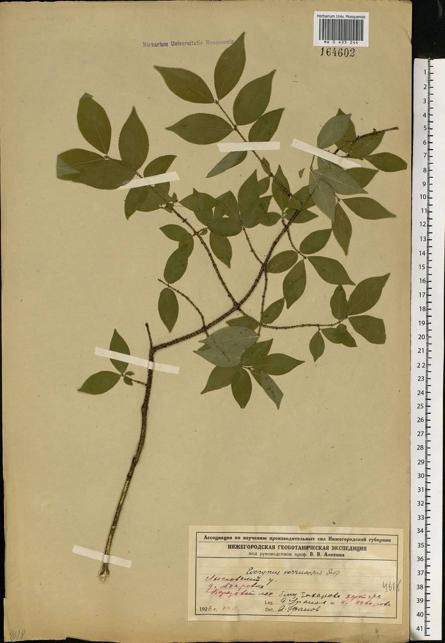 Euonymus verrucosus Scop., Eastern Europe, Volga-Kama region (E7) (Russia)