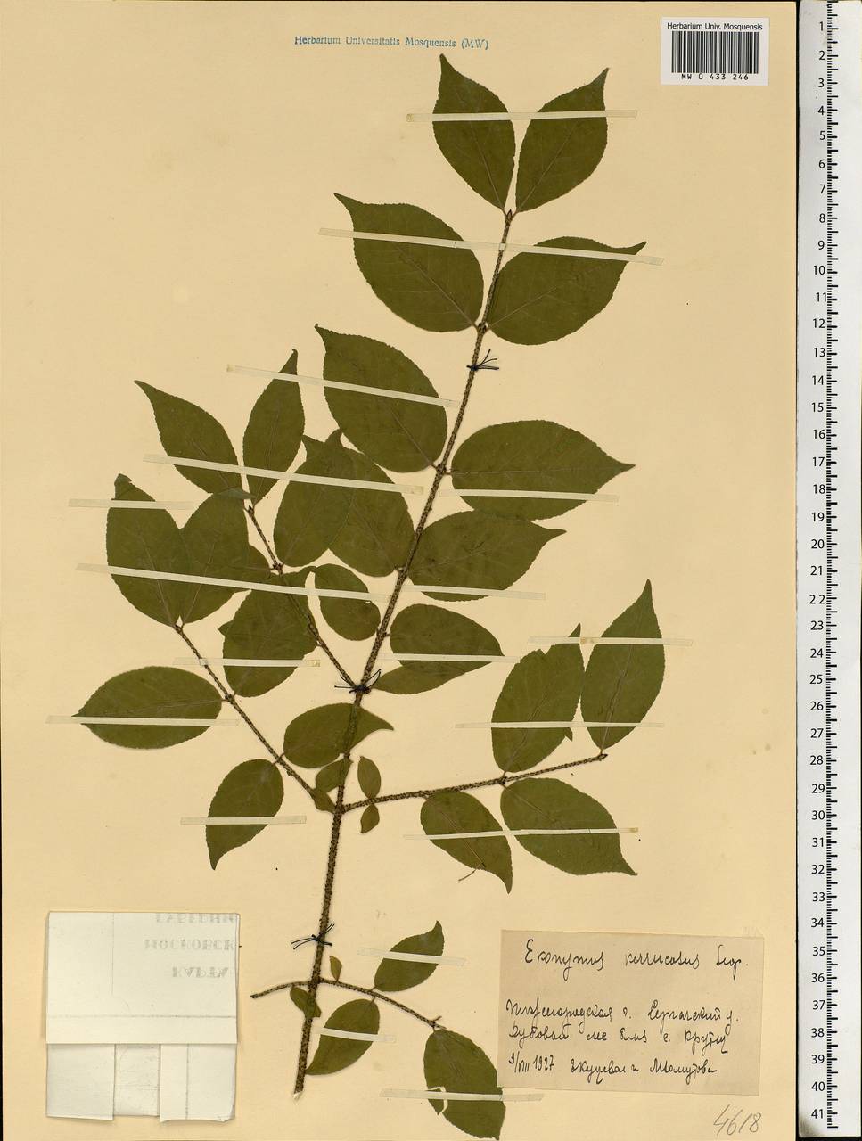 Euonymus verrucosus Scop., Eastern Europe, Volga-Kama region (E7) (Russia)