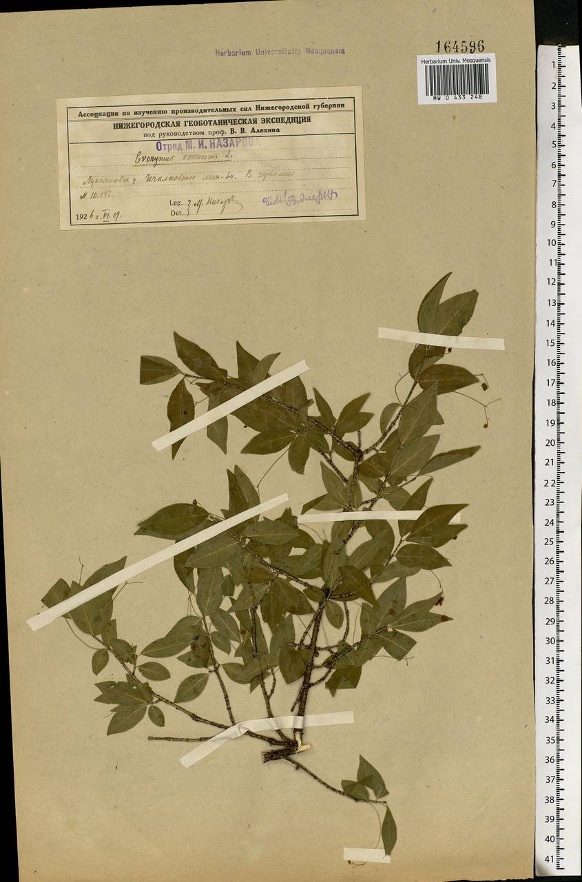 Euonymus verrucosus Scop., Eastern Europe, Middle Volga region (E8) (Russia)