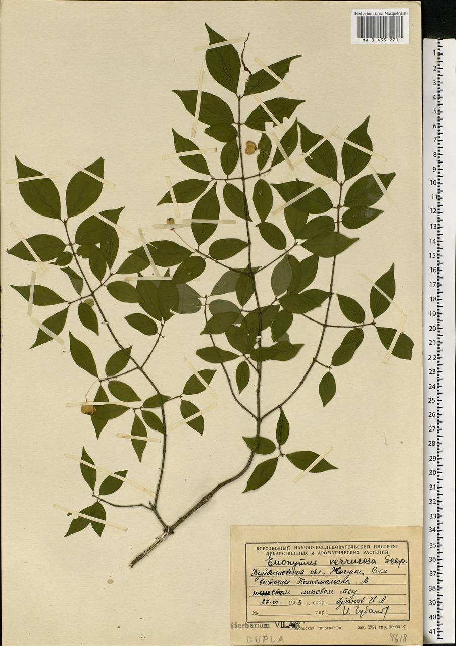 Euonymus verrucosus Scop., Eastern Europe, Middle Volga region (E8) (Russia)