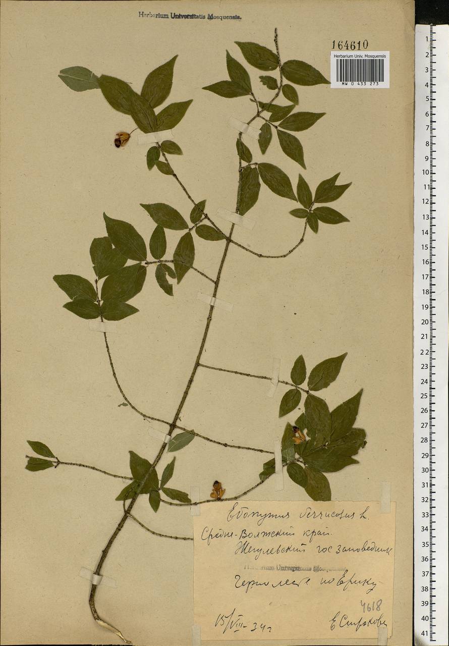 Euonymus verrucosus Scop., Eastern Europe, Middle Volga region (E8) (Russia)