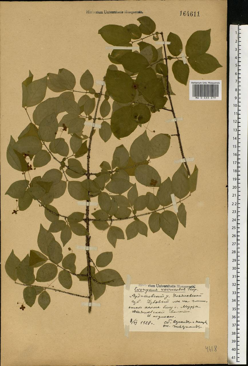 Euonymus verrucosus Scop., Eastern Europe, Middle Volga region (E8) (Russia)