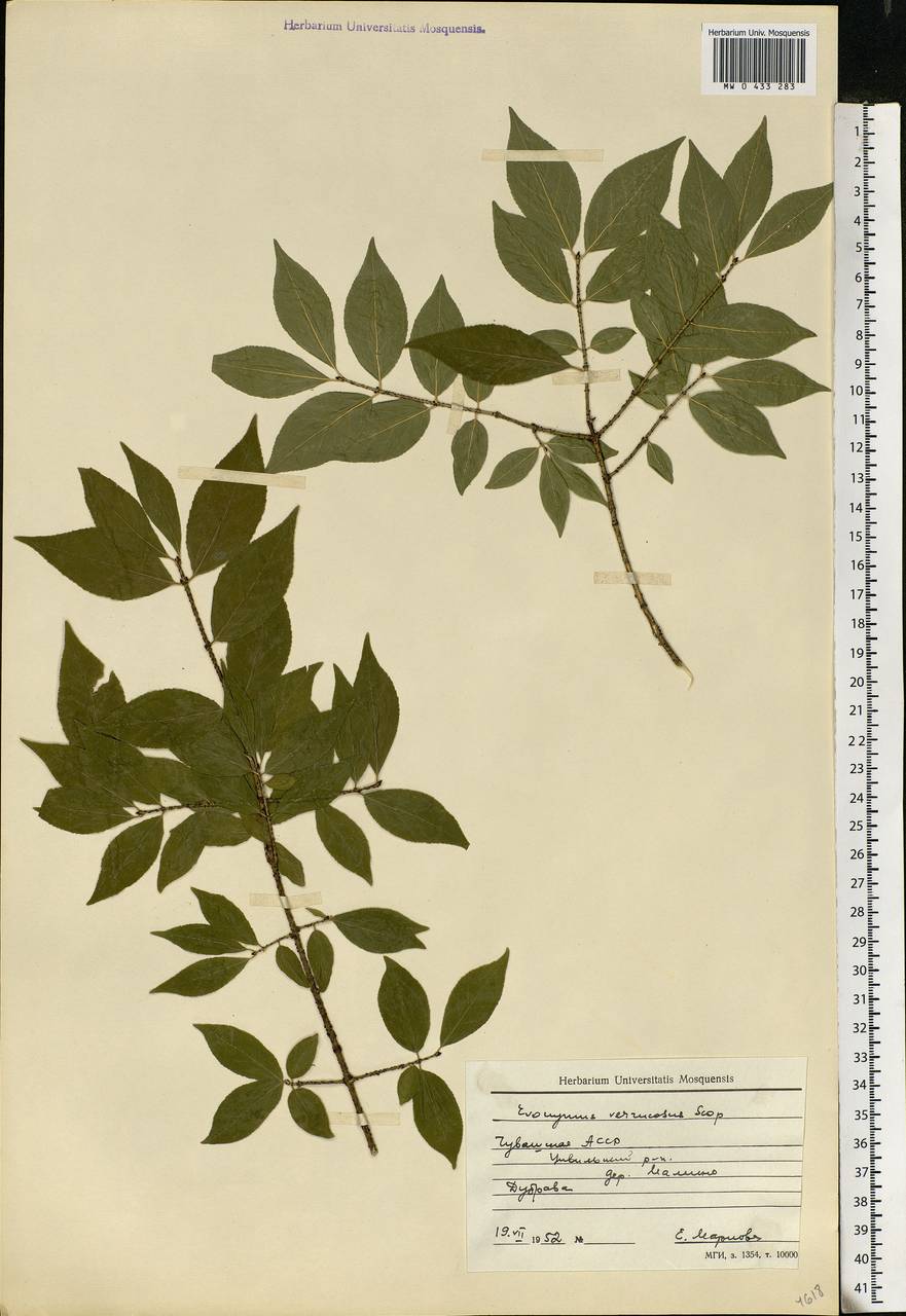 Euonymus verrucosus Scop., Eastern Europe, Middle Volga region (E8) (Russia)