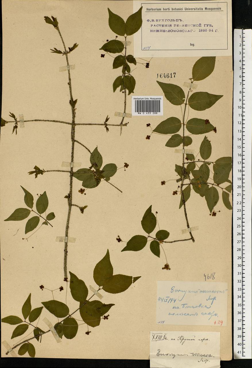 Euonymus verrucosus Scop., Eastern Europe, Middle Volga region (E8) (Russia)