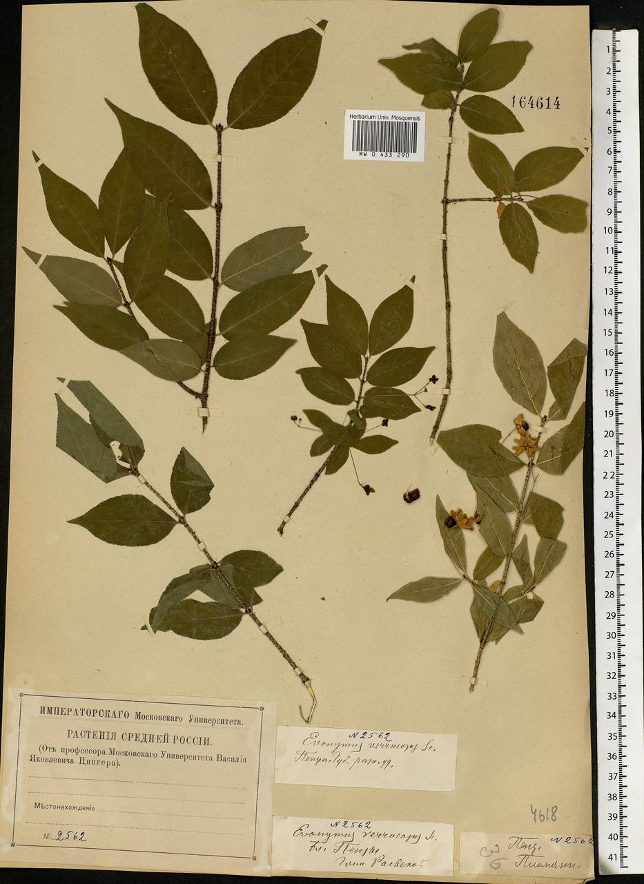 Euonymus verrucosus Scop., Eastern Europe, Middle Volga region (E8) (Russia)