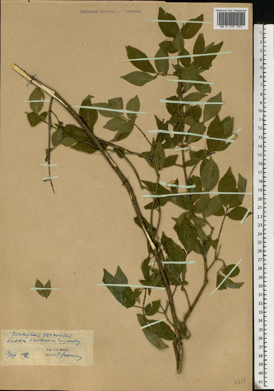 Euonymus verrucosus Scop., Eastern Europe, Lower Volga region (E9) (Russia)