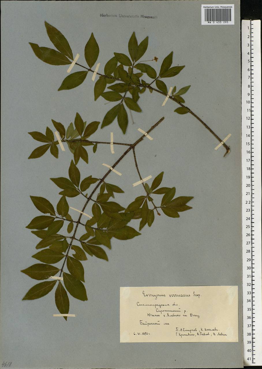 Euonymus verrucosus Scop., Eastern Europe, Lower Volga region (E9) (Russia)
