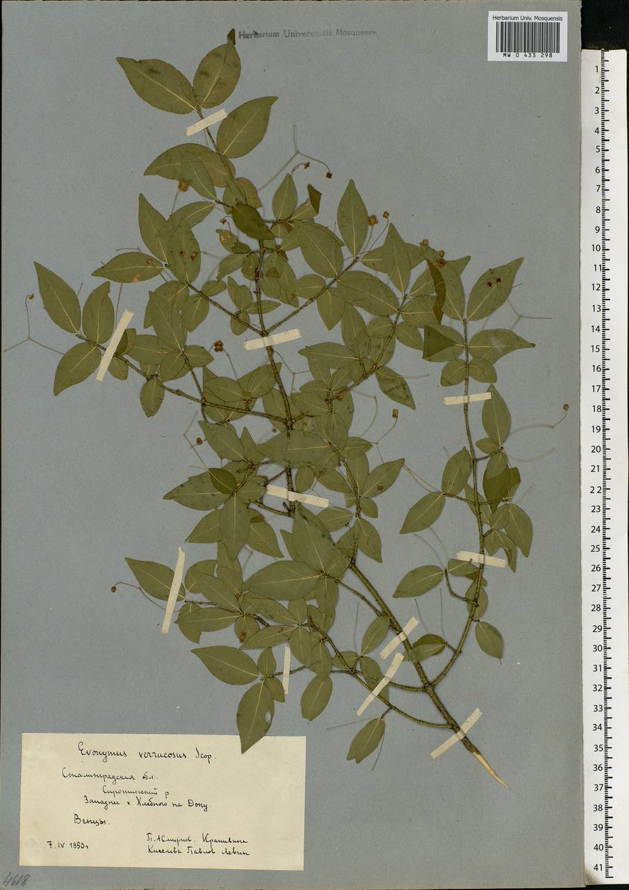 Euonymus verrucosus Scop., Eastern Europe, Lower Volga region (E9) (Russia)