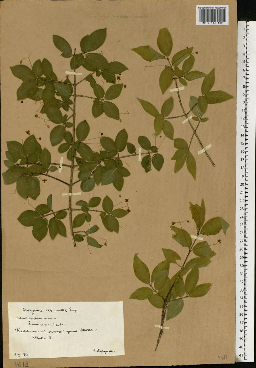 Euonymus verrucosus Scop., Eastern Europe, Lower Volga region (E9) (Russia)