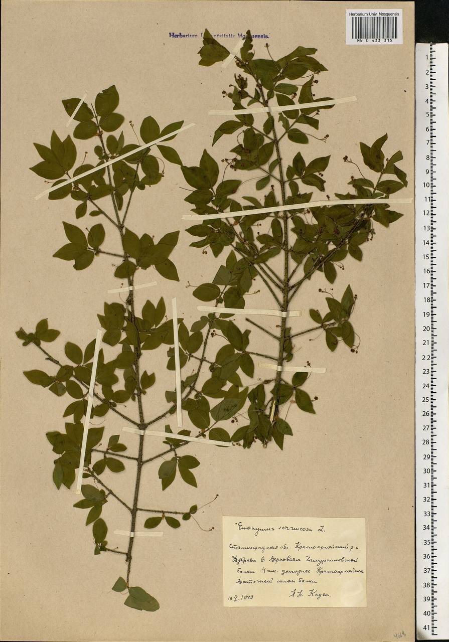 Euonymus verrucosus Scop., Eastern Europe, Lower Volga region (E9) (Russia)
