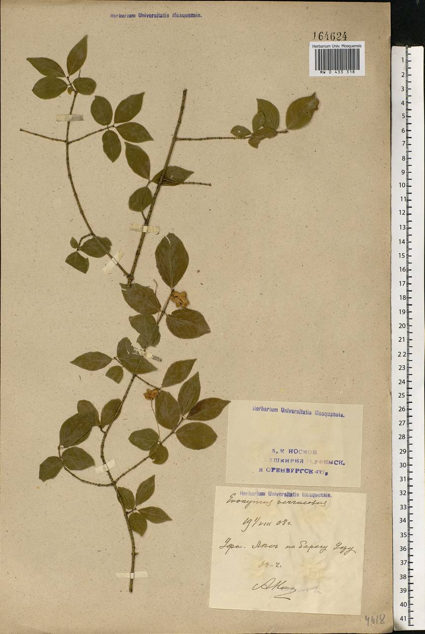 Euonymus verrucosus Scop., Eastern Europe, Eastern region (E10) (Russia)