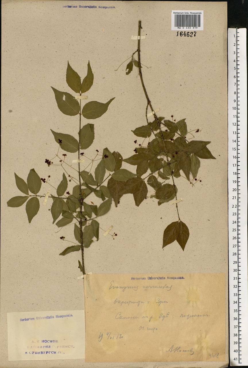 Euonymus verrucosus Scop., Eastern Europe, Eastern region (E10) (Russia)