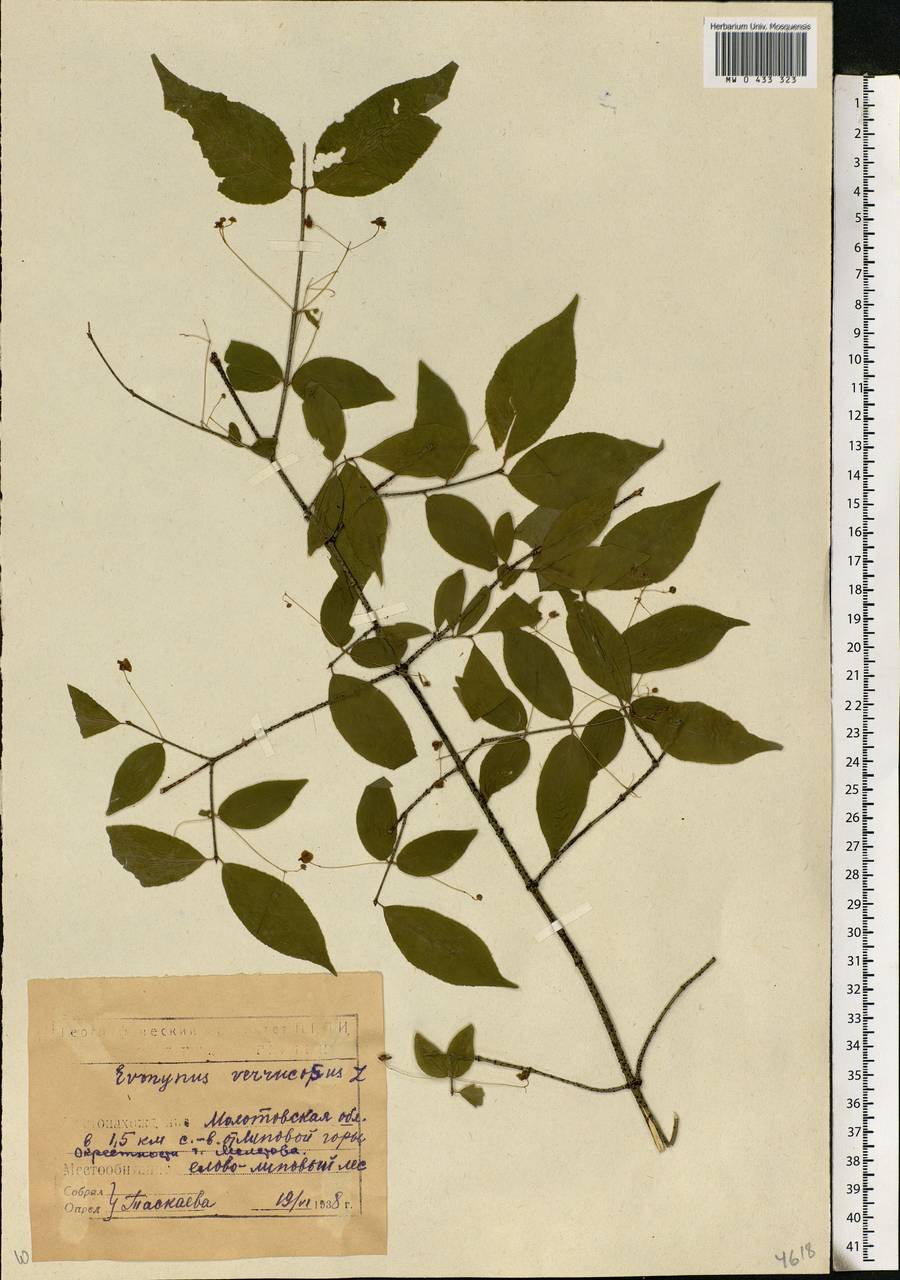 Euonymus verrucosus Scop., Eastern Europe, Eastern region (E10) (Russia)