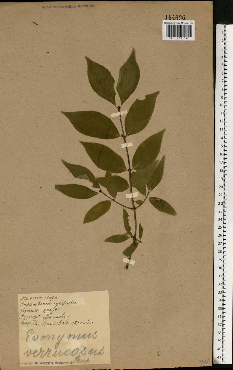 Euonymus verrucosus Scop., Eastern Europe, North Ukrainian region (E11) (Ukraine)