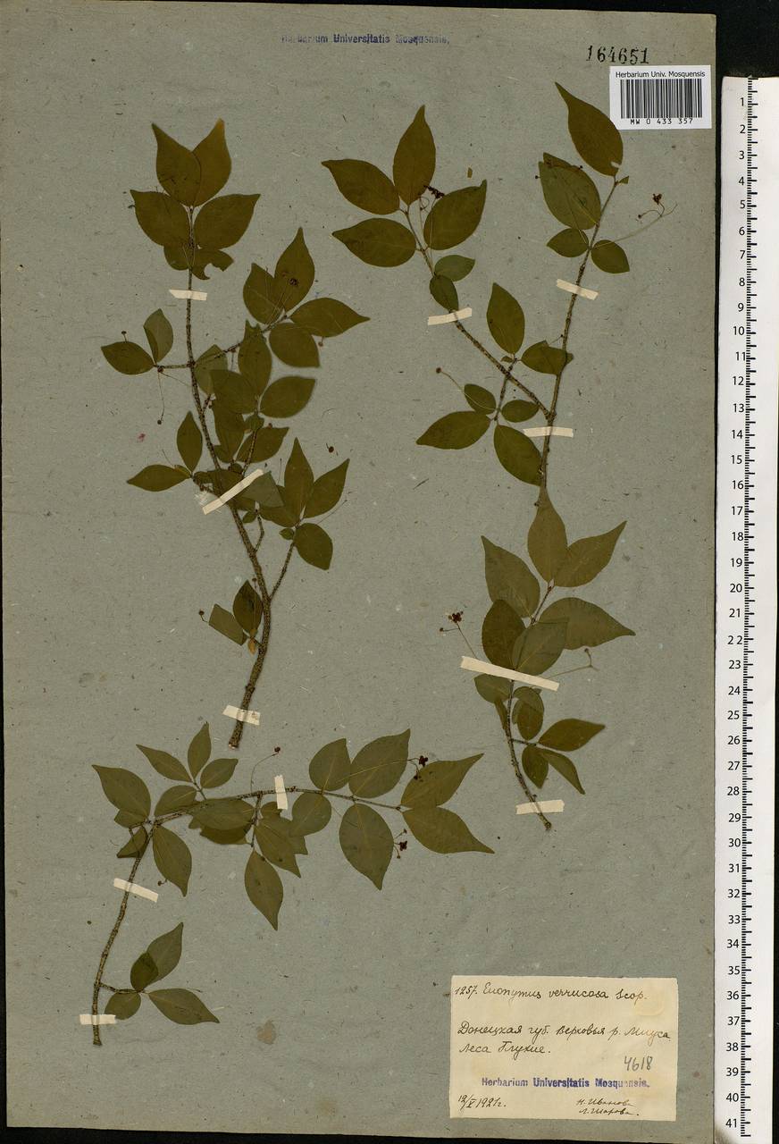 Euonymus verrucosus Scop., Eastern Europe, South Ukrainian region (E12) (Ukraine)