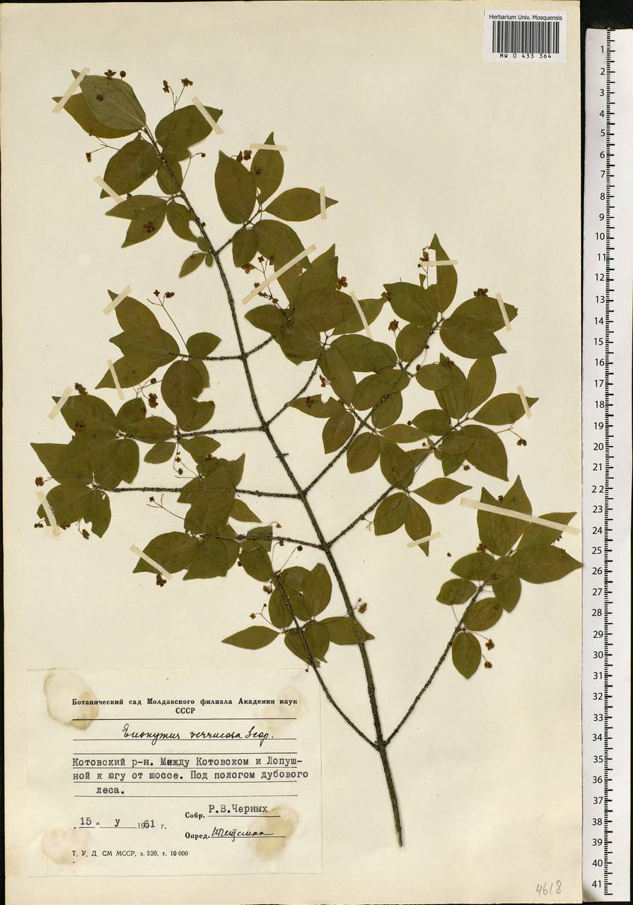 Euonymus verrucosus Scop., Eastern Europe, Moldova (E13a) (Moldova)