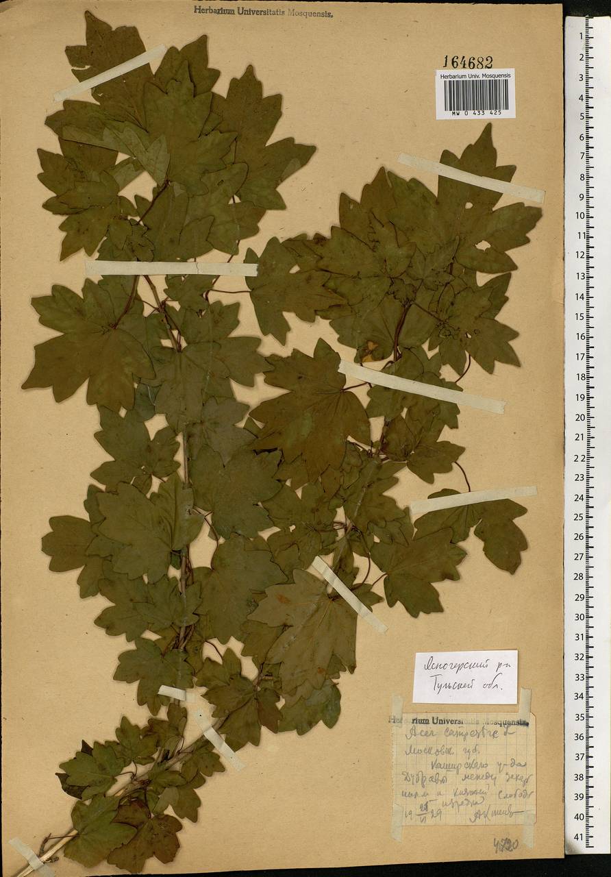 Acer campestre L., Eastern Europe, Central region (E4) (Russia)