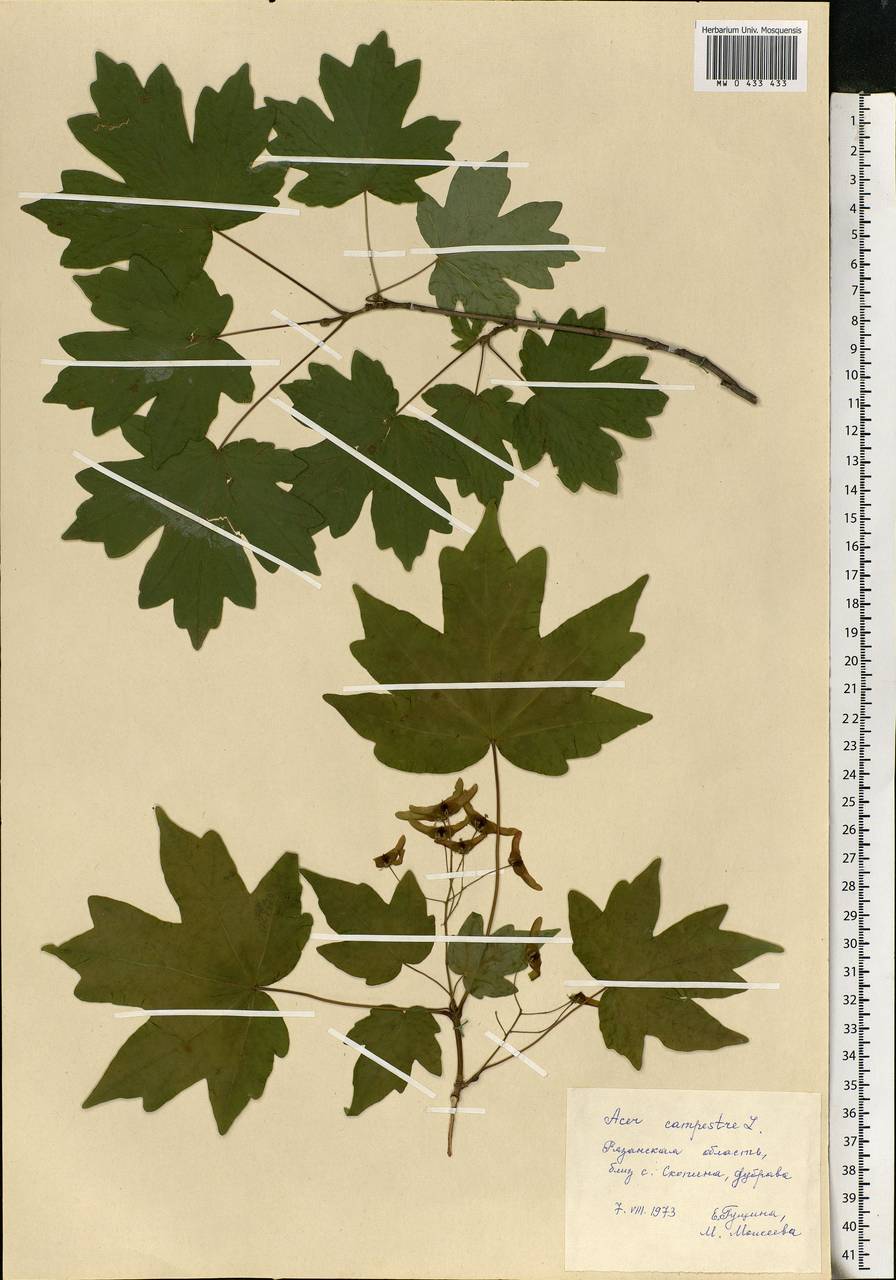 Acer campestre L., Eastern Europe, Central region (E4) (Russia)