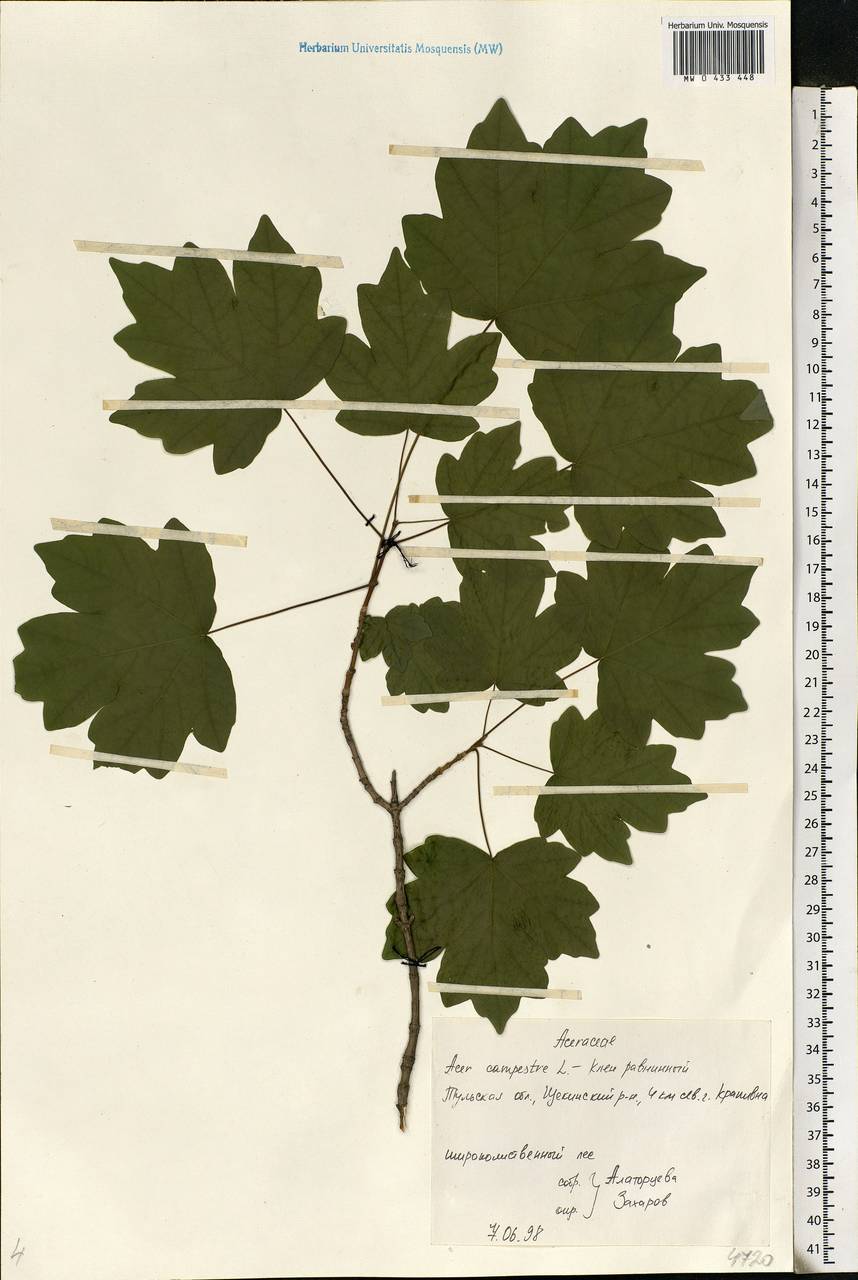 Acer campestre L., Eastern Europe, Central region (E4) (Russia)