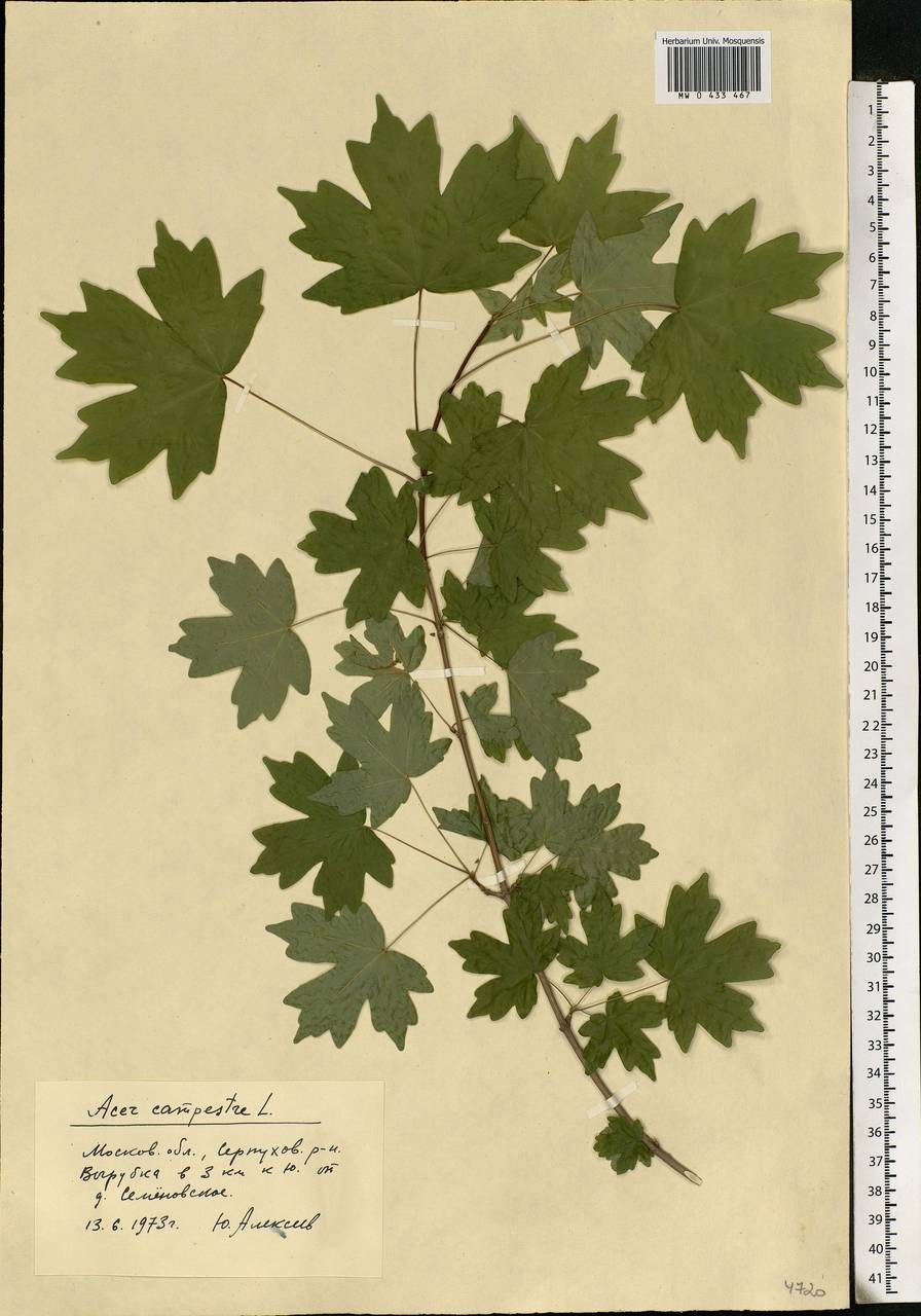 Acer campestre L., Eastern Europe, Moscow region (E4a) (Russia)