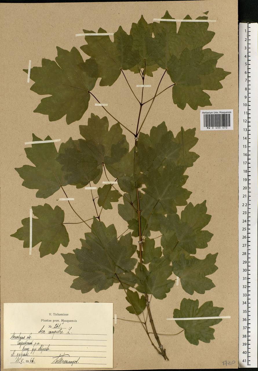 Acer campestre L., Eastern Europe, Moscow region (E4a) (Russia)