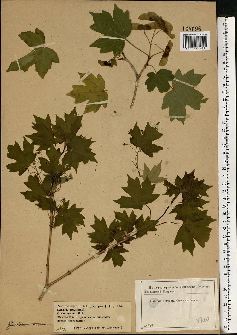 Acer campestre L., Eastern Europe, Central forest-and-steppe region (E6) (Russia)