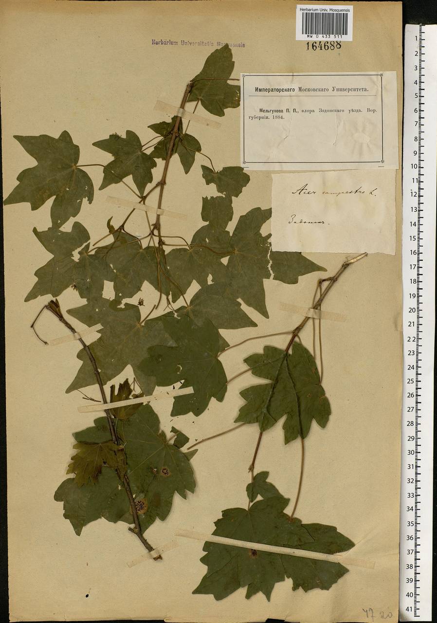 Acer campestre L., Eastern Europe, Central forest-and-steppe region (E6) (Russia)