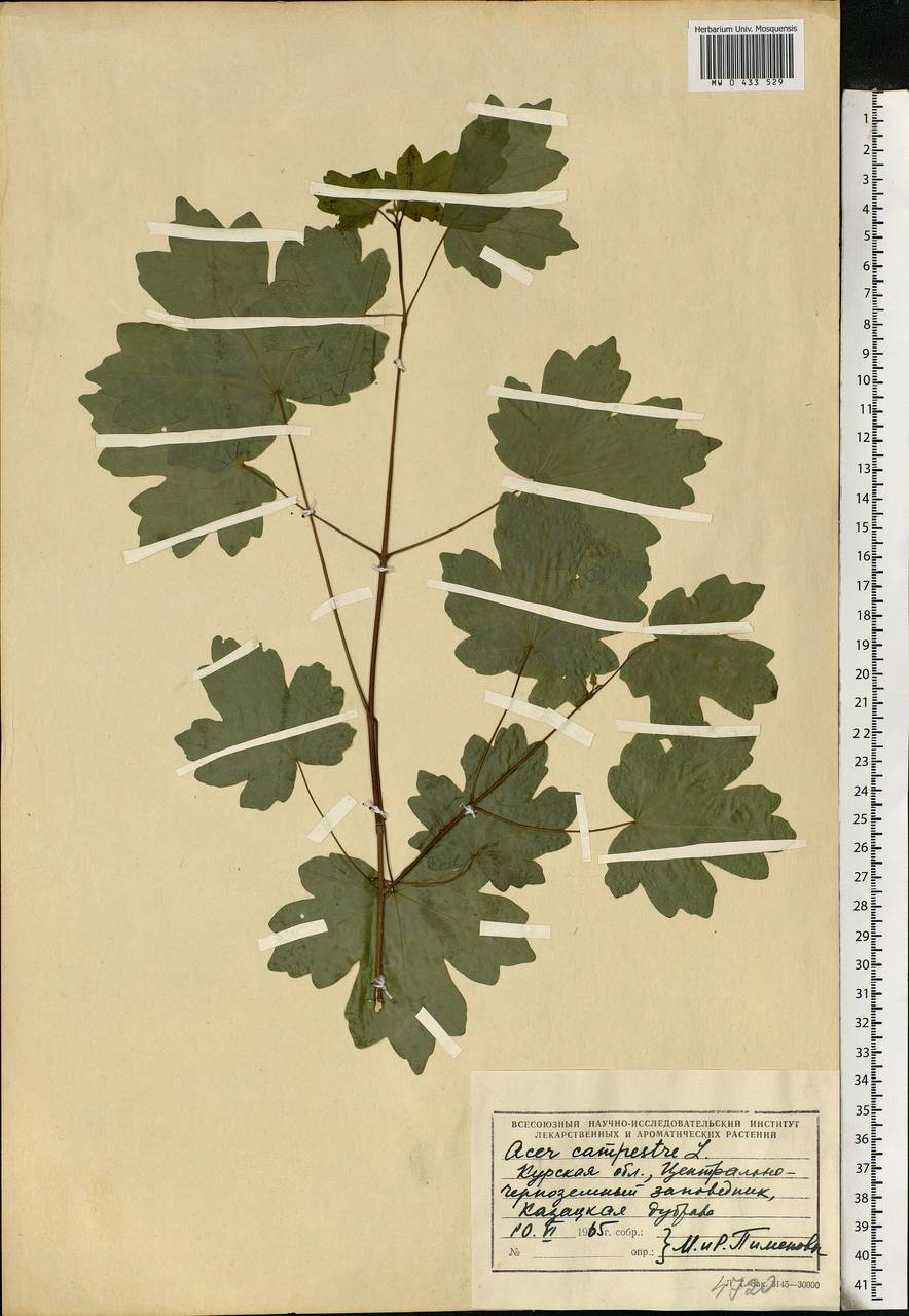 Acer campestre L., Eastern Europe, Central forest-and-steppe region (E6) (Russia)