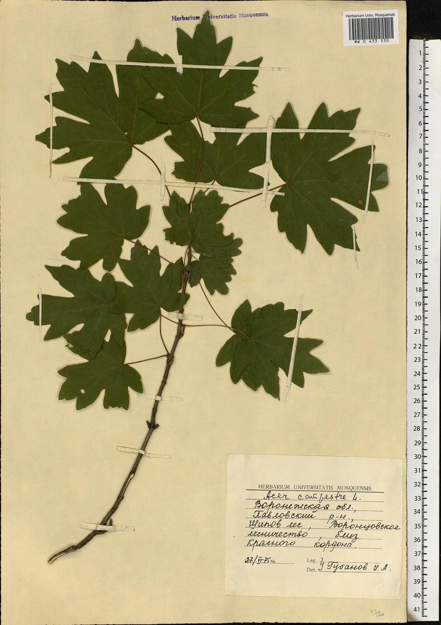 Acer campestre L., Eastern Europe, Central forest-and-steppe region (E6) (Russia)