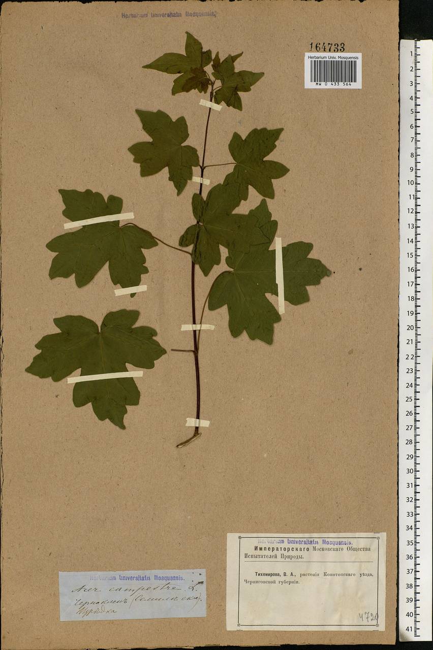 Acer campestre L., Eastern Europe, North Ukrainian region (E11) (Ukraine)