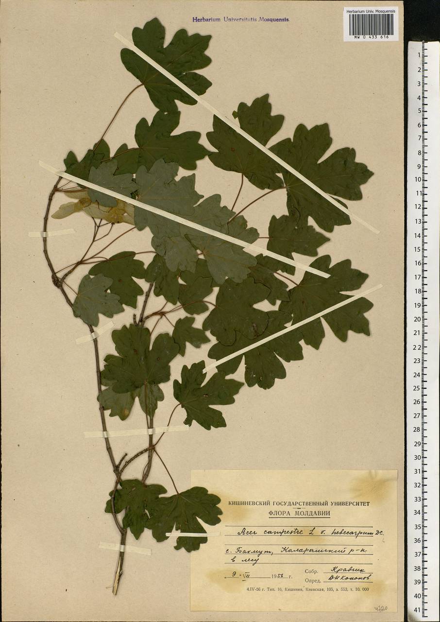 Acer campestre L., Eastern Europe, Moldova (E13a) (Moldova)